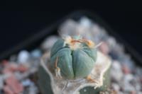 Echinocactus horizonthalonius PD 116 G
